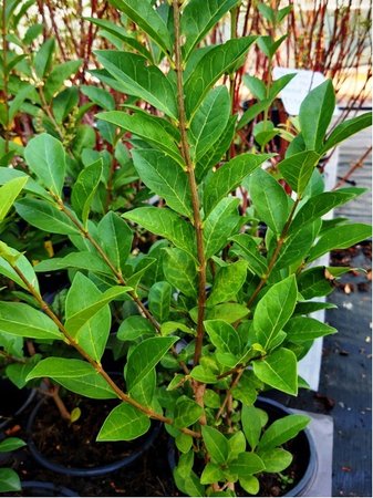 Pta�� zob - Ligustrum ovalifolium, C 1l