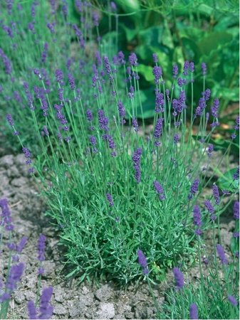 Levandule l�ka�sk� FELICE - Lavandula angustifolia