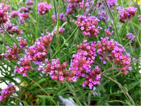 Verbena bonariensis LOLLIPOP