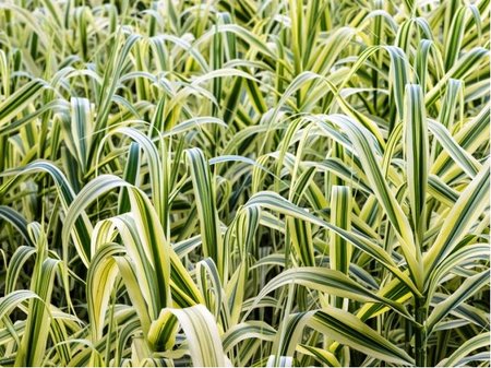 Trs� r�kosovit� - Arundo donax VARIEGATA