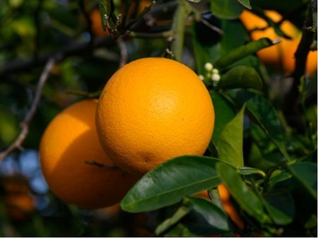Pomeran� ARANCIO v kv�tin��i P15