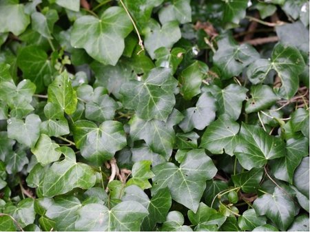 B�e�an irsk� - Hedera hibernica, C 1,6 l