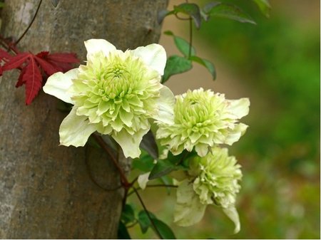 Clematis KOHANA - b�l�, sv�tle zelen�, plnokv�t�, C 1,6 l