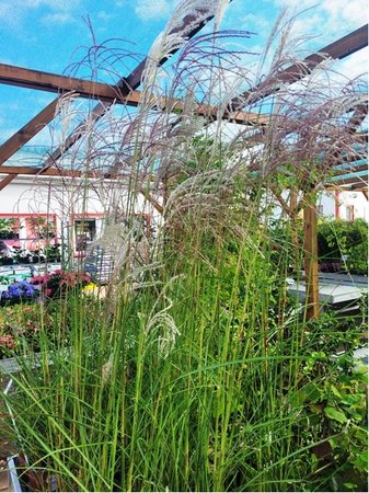 Miscanthus sin. - Ozdobnice ��nsk�