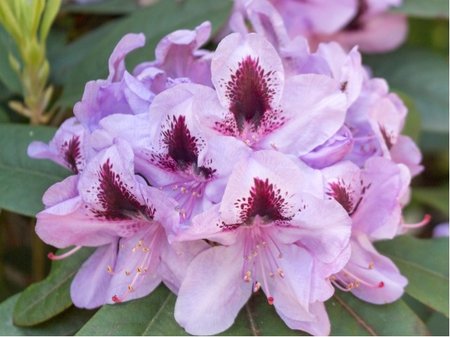 Rhododendron BLUE JAY - lila, C 1,3 l
