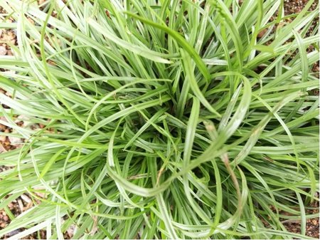 Ost�ice japonsk� - Carex foliosissima IRISH GREEN