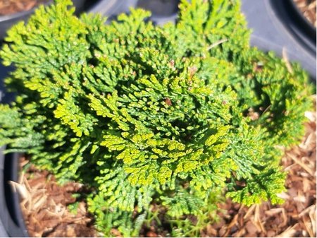 Cyp�i� tupolist� NANA GRACILIS