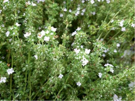 Tymi�n st��brn� - Thymus citrodorus SILVER QUEEN