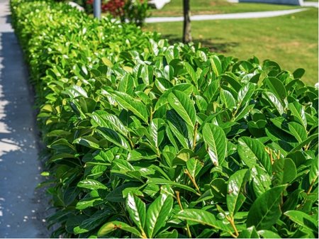 Bobkovi�e� l�ka�sk� - Prunus Laurocerasus ETNA�, C 2 l