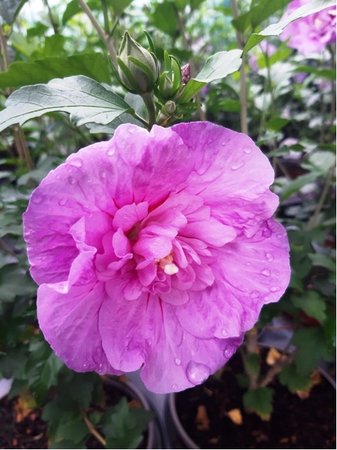 Ibi�ek syrsk� SANCHOYO PURPLE RUFFLES - syt� r��ov�, plnokv�t�, K19