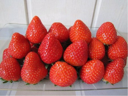 Jahodn�k LIMALEXIA 6 ks - ran�, frigo sadba
