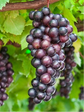 R�va venkovn� APULIA - modr�, bezsemenn�