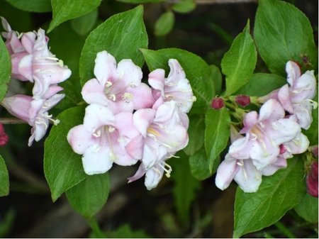 Weigela florida PINK PRINCESS - r��ov�, C 1,4 l