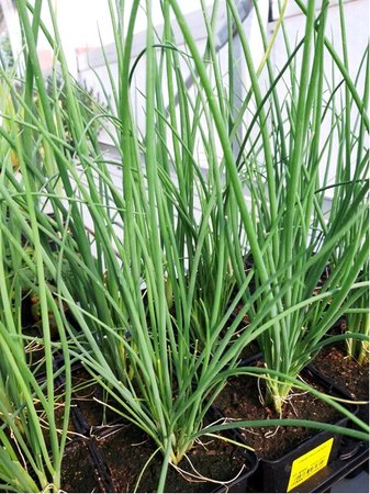 Cibule zimn� GERDA