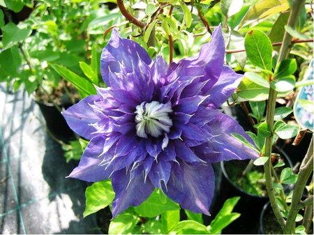 Clematis MULTI BLUE - plnokv�t�, modr�, C 1,6 l