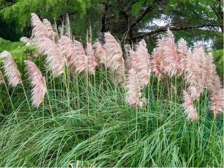 Pampov� tr�va - Cortaderia sell. ROSEA - r��ov�