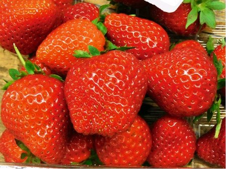 Jahodn�k HARMONY� 6ks, st�leplod�c�, frigo sadba
