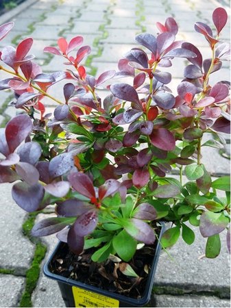 D�i���l Thunberg�v - Berberis thunb. ATROPURPUREA NANA