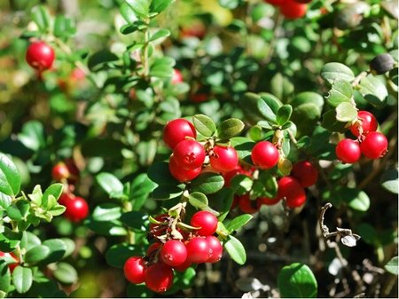 Brusinka RED PEARL - ke���kov�