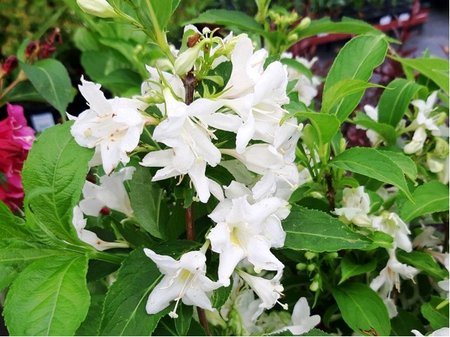 Weigela florida BRISTOL SNOWFLAKE - b�l�, C 1 l