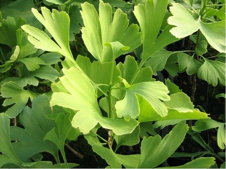 Jinan - Ginkgo biloba SCHALK�S COLLUMN