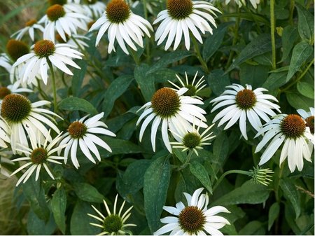 Echinacea purpurea - T�apatovka nachov� ALBA - b�l�, C 1,4 l
