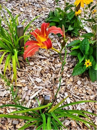 Denivka - Hemerocallis AUTUMN RED - �erveno�lut�, C 1,4 l