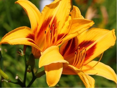 Denivka - Hemerocallis BONANZA - �luto�erven�