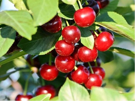 Vi�e� JACHIM pro sloupovit� p�stov�n� - podno� Mahalebka v kontejneru
