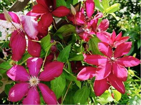 Clematis MADAME JULIA CORREVON - r��ov�, C 1,6 l
