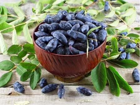 Zimolez kam�atsk� BLUE BANANA