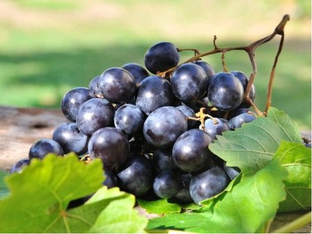 R�va venkovn� AUTUMN ROYAL - modr�, bezsemenn�