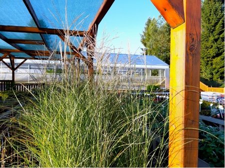 Miscanthus sin. - Ozdobnice ��nsk� FERNER OSTEN