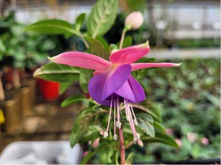 Fuchsie p�evisl� Leonita Double Rose - Blue - fialovor��ov�