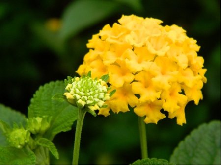 Lantana Evita� Yellow - �lut�