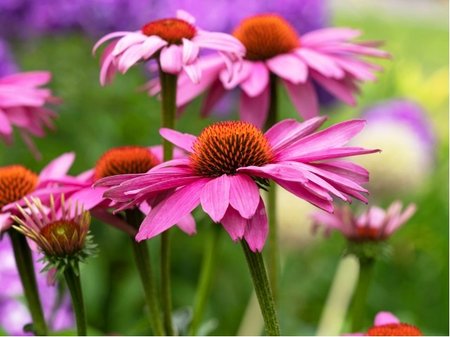 Echinacea purpurea - T�apatkovka nachov� MAGNUS - r��ov�, C 1,4 l