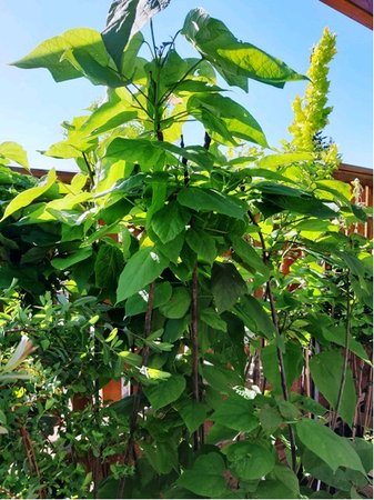 Katalpa truba�ovit� - Catalpa bignonioides NANA kmen 200cm