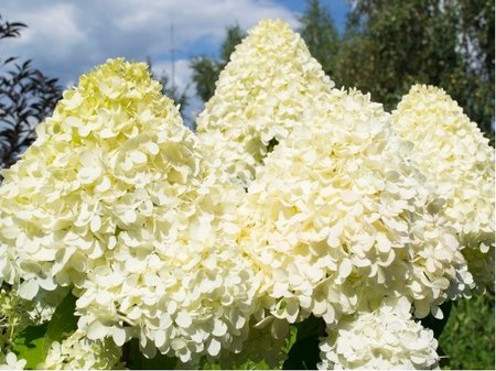 Hortenzie dubolist� - Hydrangea quercifolia TARA - b�l�