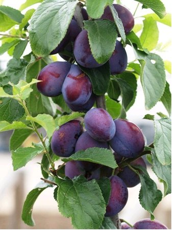 Slivo� FRUCA� pro sloupovit� p�stov�n� - podno� Myrobal�n v kontejneru