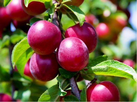 Mirabelka RUBY pro sloupovit� p�st. - podno� Myrobal�n v kontejneru