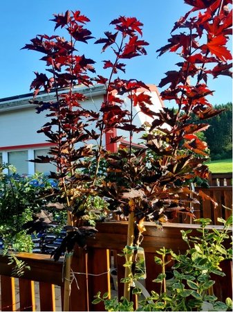 Javor ml�� - Acer platanoides CRIMSON SENTRY - kmen 150cm
