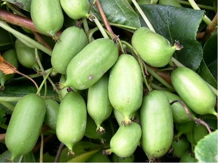Kiwi arguta ISSAI - samospra�n�