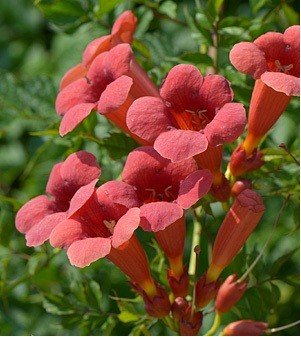 Truba� pop�nav� - Campsis radicans FLAMENCO - �erven�, C 1,6 l