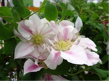 Clematis ANDROMEDA - b�lor��ov�, C 1,6 l