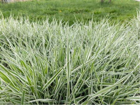 Trs� r�kosovit� - Arundo donax VARIEGATA COMPACT