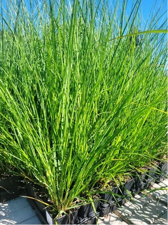 Pampov� tr�va - Cortaderia sell. EVITA� - �lut�