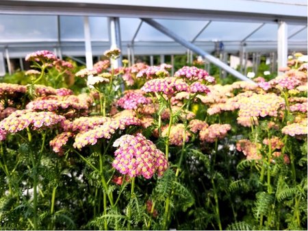 �eb���ek - Achillea mill. SKYSAIL BRIGHT PINK