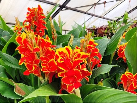 Dosna - Canna CANNOVA RED GOLDEN FLAME - �erven� se �lut�m okrajem