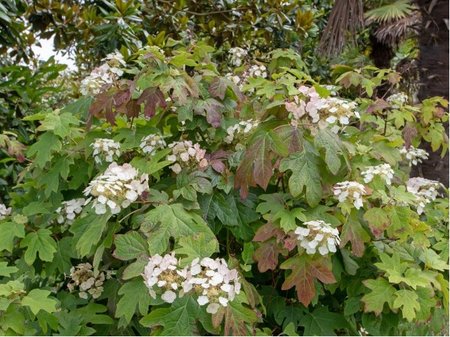 Hortenzie dubolist� - Hydrangea quercifolia APPLAUSE - b�l�