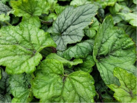 Dlu�ela - Heucherella BLUE RIDGE�